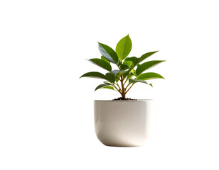 Small potted plant with green leaves sits in a white ceramic pot 