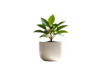 Small potted plant with green leaves sits in a white ceramic pot 