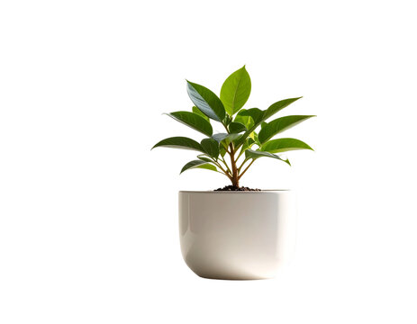 Small potted plant with green leaves sits in a white ceramic pot - Powered by Adobe