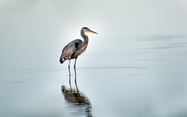 Detailed Closeup of a Majestic Great Blue Heron Standing in a Lake