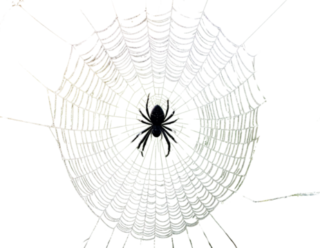 Spider web with a black spider in the center