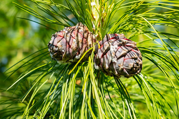 Close-up view of pine cones and needles in a vibrant forest setting during the daytime