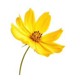 Obraz premium Bright yellow flower stands out against a pure Transparent background showcasing its delicate petals and vibrant color, cute yellow flower isolated
