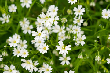 White wildflowers bloom abundantly in a lush green meadow during spring in a sunny landscape