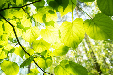 Bright green leaves dance in sunlight filtering through forest canopy in early morning glow