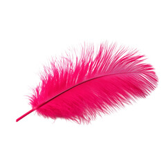 pink feather on a transparent or white isolated background. png