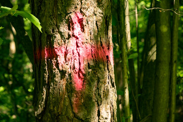 Bright pink markings on a tree trunk in a dense forest during daylight hours, highlighting trail...