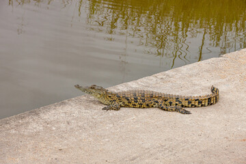 South Africa, Kruger National Park, Nile Crocodile (Crocodylus niloticus)