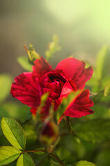 Bud of bright red burgundy rose in the rays of the sun