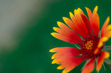 Expressive flowers on a bright green background
