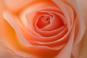 Macro photo of a coral rose bud