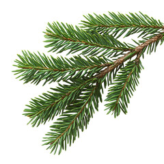 Obraz premium pine branch on transparent background
