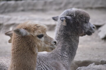 The alpaca (Lama pacos) is a species of South American camelid mammal. Fluffy brown alpaca with curious expression.
