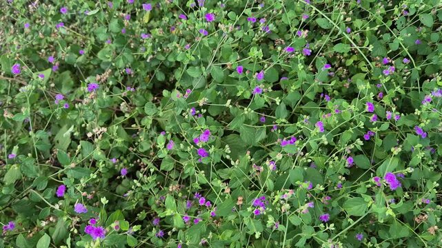 Cyanthillium cinereum (little ironweed, poovamkurunnila in the garden, monara kudumbiya, sawi langit) flower. Cyanthillium cinereum has been used to quit smoking and relieve the common cold