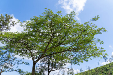 green tree and blue sky