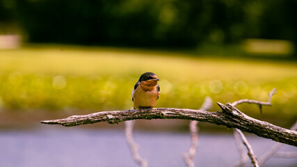 barn swallow perched on a tree branch