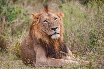 South Africa, Kruger National Park, Lion (Panthera leo), male