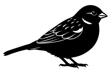 crow on a white background