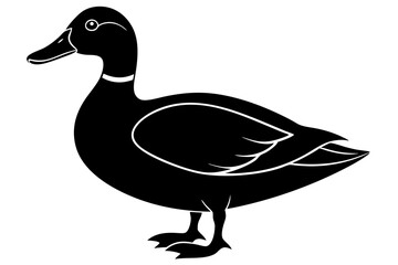 duck isolated on white