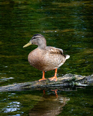female mallard duck standing on driftwood in a river