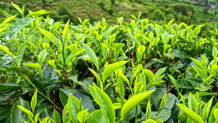Green tea leaves in tropical plantation
