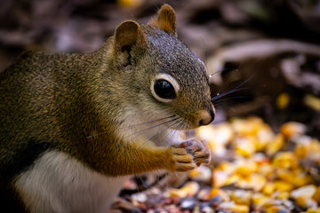 squirrel eating seeds at the park