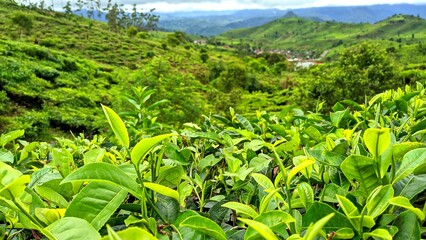 Green tea leaves in tropical plantation