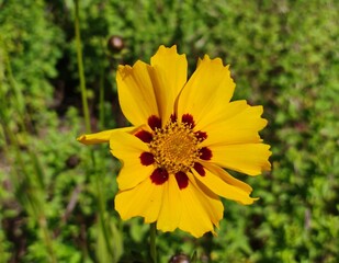 yellow flower in the garden