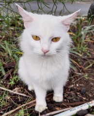 White cat with yellow eyes in a garden.