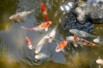 Colorful koi fish in Shukkei-en Japanese garden in Hiroshima, Japan