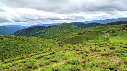 Beautiful view of the green hills of a tea plantation in Pangalengan, Bandung Regency