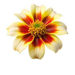 Single Meskel Flower with Cream Yellow Petals and Reddish Orange Stripes Isolated on Black Background A I G E N E R A T E D isolated on a transparent background
