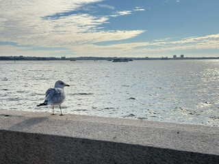 A seagull looking out at the sea from the embankment.Wide.
From Ellis island.