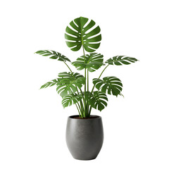 Monstera Deliciosa in Stylish Indoor Pot on White