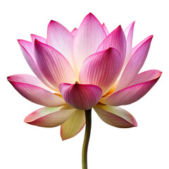 Pink and Yellow Lotus Flower with Delicate Petals Isolated on Black Background A I G E N E R A T E D isolated on a transparent background