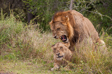 South Africa, Kruger National Park, Lion (Panthera leo), male and female mating