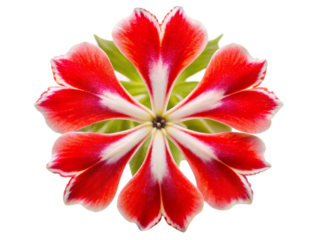 Red and White Maltese Cross Flower Blossom Detailed Closeup Isolated View A I G E N E R A T E D isolated on a transparent background