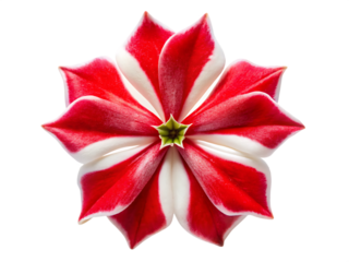 Red and White Maltese Cross Flower with Eight Petals Isolated on Black Background A I G E N E R A T E D isolated on a transparent background