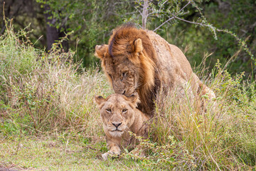 South Africa, Kruger National Park, Lion (Panthera leo), male and female mating
