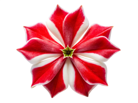 Red and White Maltese Cross Flower with Eight Petals Isolated on Black Background A I G E N E R A T E D isolated on a transparent background