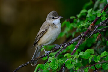 Drosselrohrsänger // Great reed warbler (Acrocephalus arundinaceus)