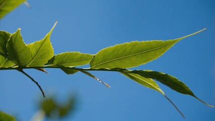 Vibrant green leaves against a clear blue sky.