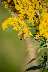 yellow jacket on a yellow flower