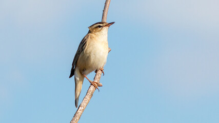 black crowned night heron