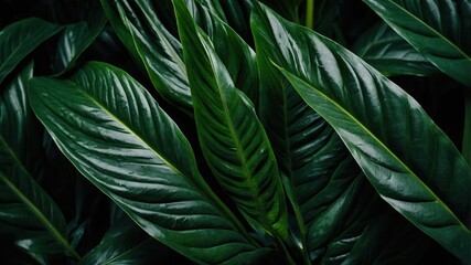Close-up view of lush, dark green leaves.