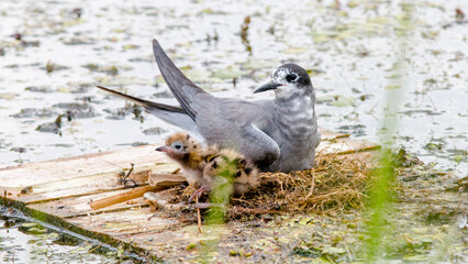 black headed gull