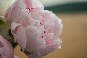 Pink peony flower in bloom decorative flower indoor close up scene