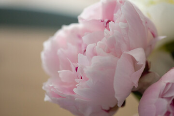 Pink peony flower in bloom decorative flower indoor close up scene