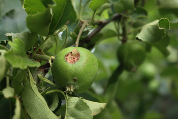 Close-up of green unripe Granny Smith apple damaged by hailstorm in the orchard. Prunus avium tree 