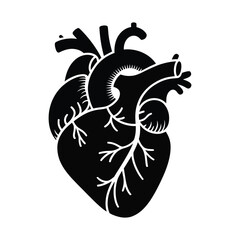 Realistic Human Heart Anatomy Graphic in Vector Style

